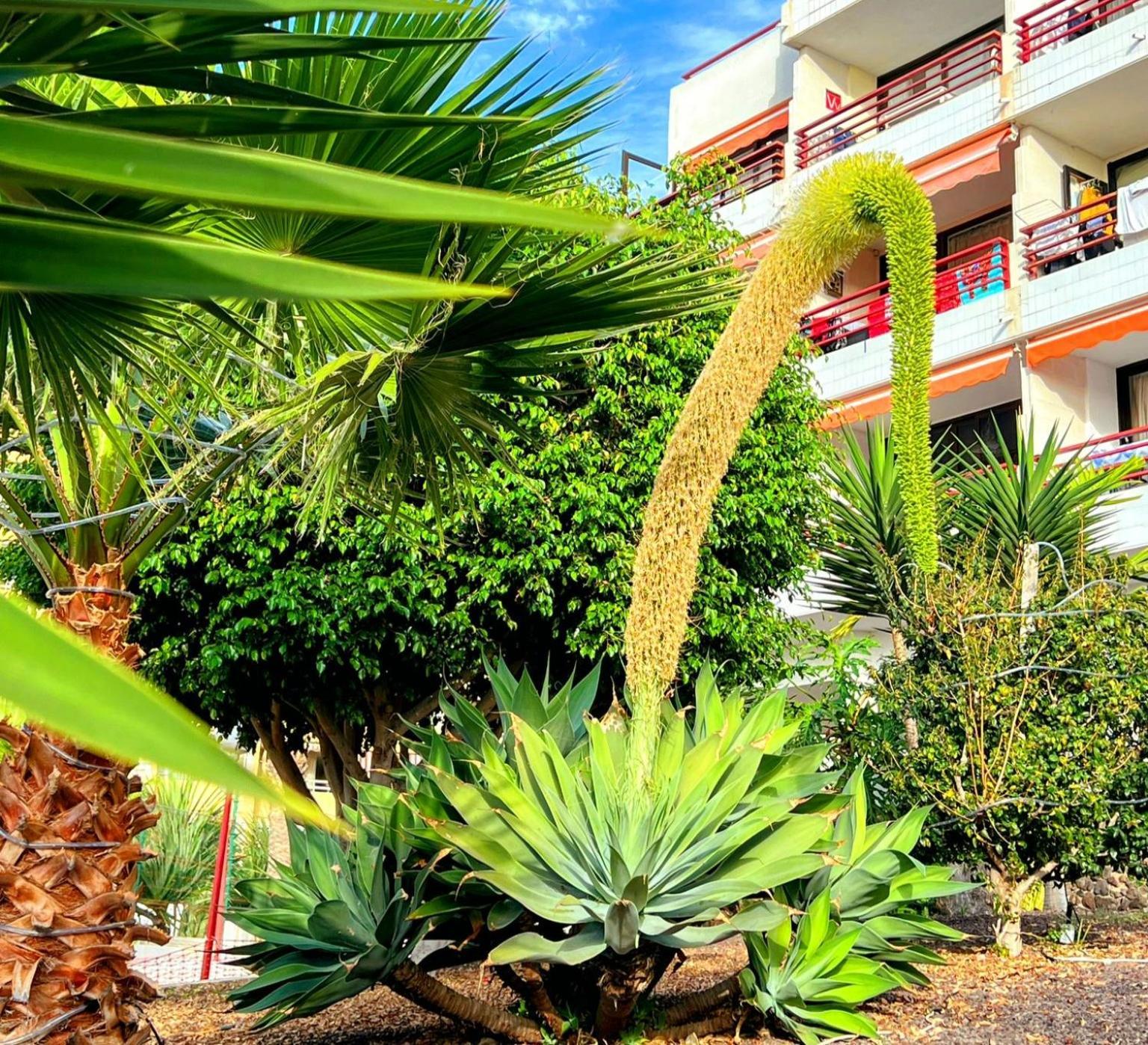 Paulmarie Apartment In Olympia Playa de las Américas Eksteriør billede